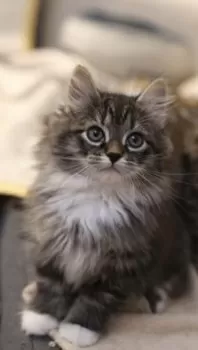 S.O 様のお迎えした子猫