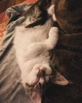 ユマ 様のお迎えした子猫