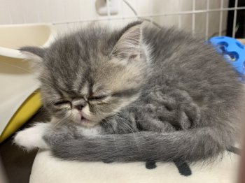 エキゾチックショートヘアの子猫をお迎えいただいたお客様の声 口コミ エキゾチックショートヘアの子猫をお迎えいただいたお客様の声 口コミ