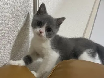 m.k 様のお迎えした子猫