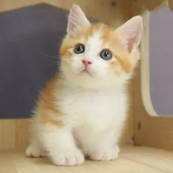 よっち 様のお迎えした子猫