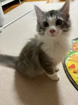 T.M 様のお迎えした子猫