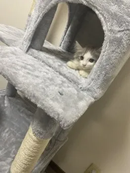 K.H 様のお迎えした子猫