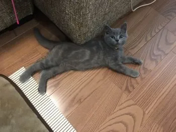 ごるごる 様のお迎えした子猫