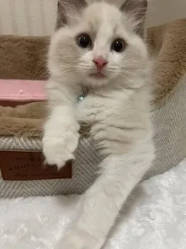 あっちゃん 様のお迎えした子猫