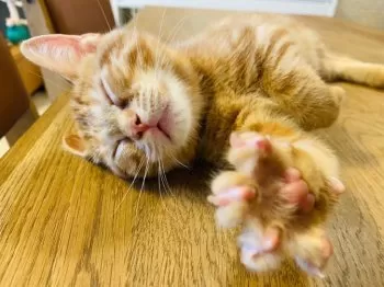 ビッグウエスト 様のお迎えした子猫