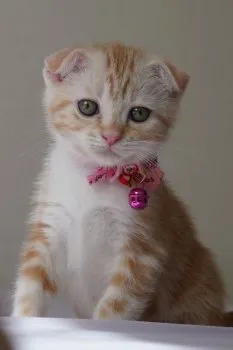 Gatto felice 様のお迎えした子猫