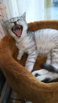 吉岡   豊 様のお迎えした子猫