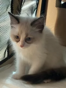 M.T 様のお迎えした子猫