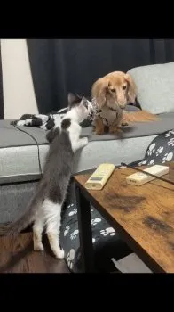 はる 様のお迎えした子猫