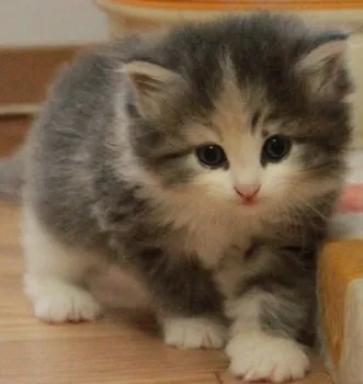 AK 様のお迎えした子猫