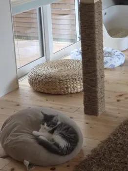 M.K 様のお迎えした子猫