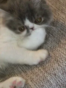 ふくさん 様のお迎えした子猫