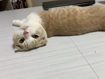 omc 様のお迎えした子猫