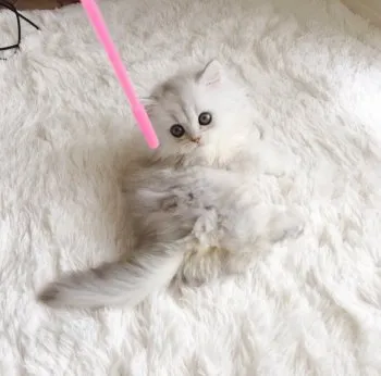 Noah 様のお迎えした子猫