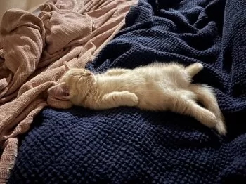 もり 様のお迎えした子猫