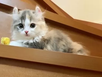 バリィニャン 様のお迎えした子猫