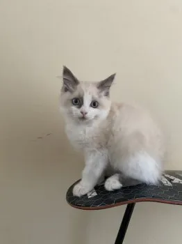 てと 様のお迎えした子猫