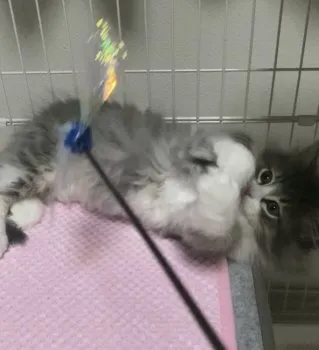 K.H 様のお迎えした子猫