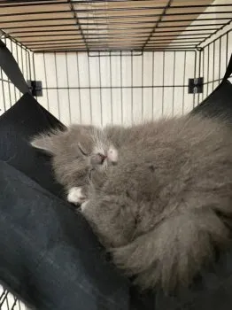 マミタス 様のお迎えした子猫