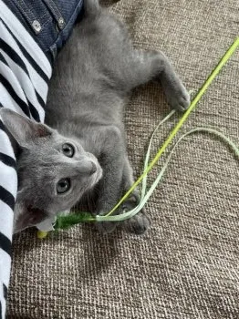 K.S 様のお迎えした子猫