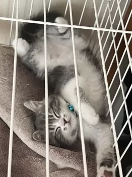 S.S 様のお迎えした子猫