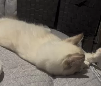 A.H 様のお迎えした子猫