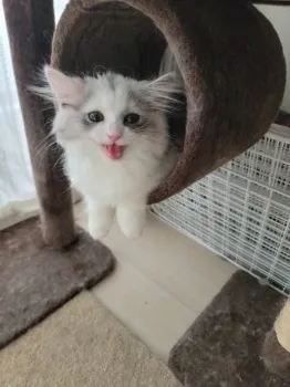 マキ 様のお迎えした子猫