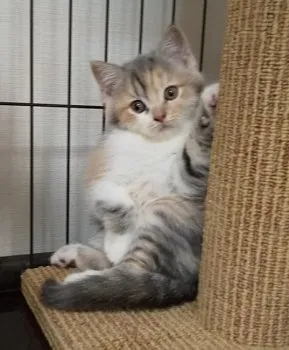 Y.M 様のお迎えした子猫
