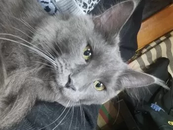 A.K 様のお迎えした子猫