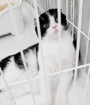 M.M 様のお迎えした子猫