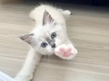 K 様のお迎えした子猫