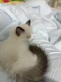 J.I 様のお迎えした子猫