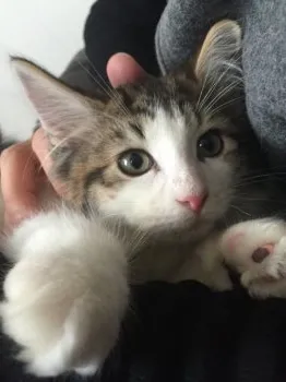 なみ 様のお迎えした子猫