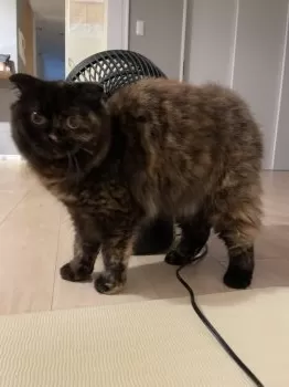 ちょび 様のお迎えした子猫
