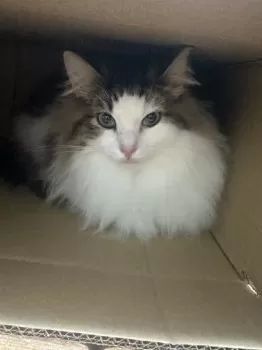 Y.S 様のお迎えした子猫