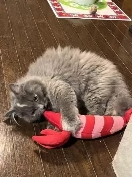 N.N 様のお迎えした子猫