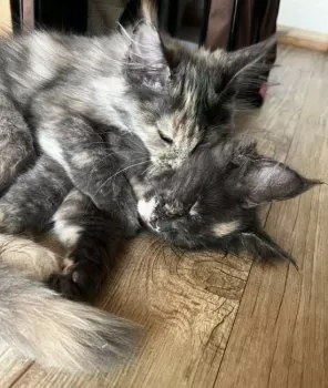 S.W 様のお迎えした子猫