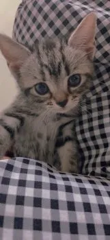 アサダサン 様のお迎えした子猫