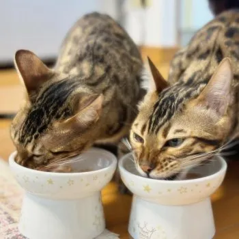 ににちゃん 様のお迎えした子猫