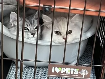 M.T 様のお迎えした子猫