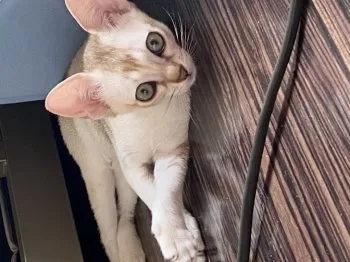 きょん 様のお迎えした子猫