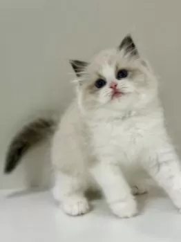 Y.Y 様のお迎えした子猫