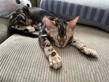 りつまま 様のお迎えした子猫