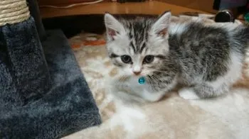 miksou 様のお迎えした子猫