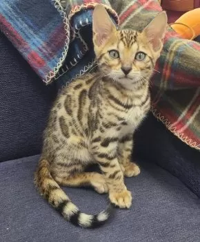 マフィン&ロゼまま 様のお迎えした子猫