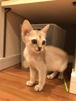 MT 様のお迎えした子猫