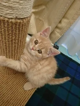 茶々ママ 様のお迎えした子猫
