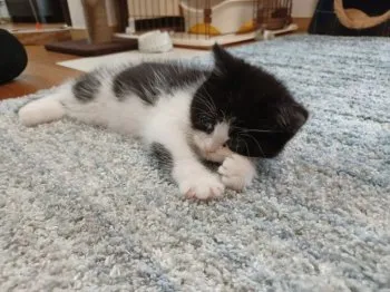 T.H 様のお迎えした子猫