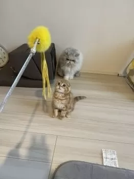 アキ 様のお迎えした子猫